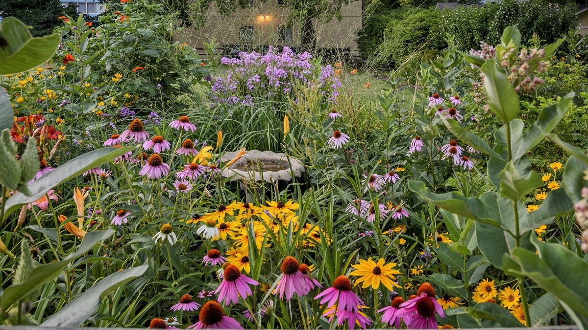 Gardening with Minnesota Native Plants