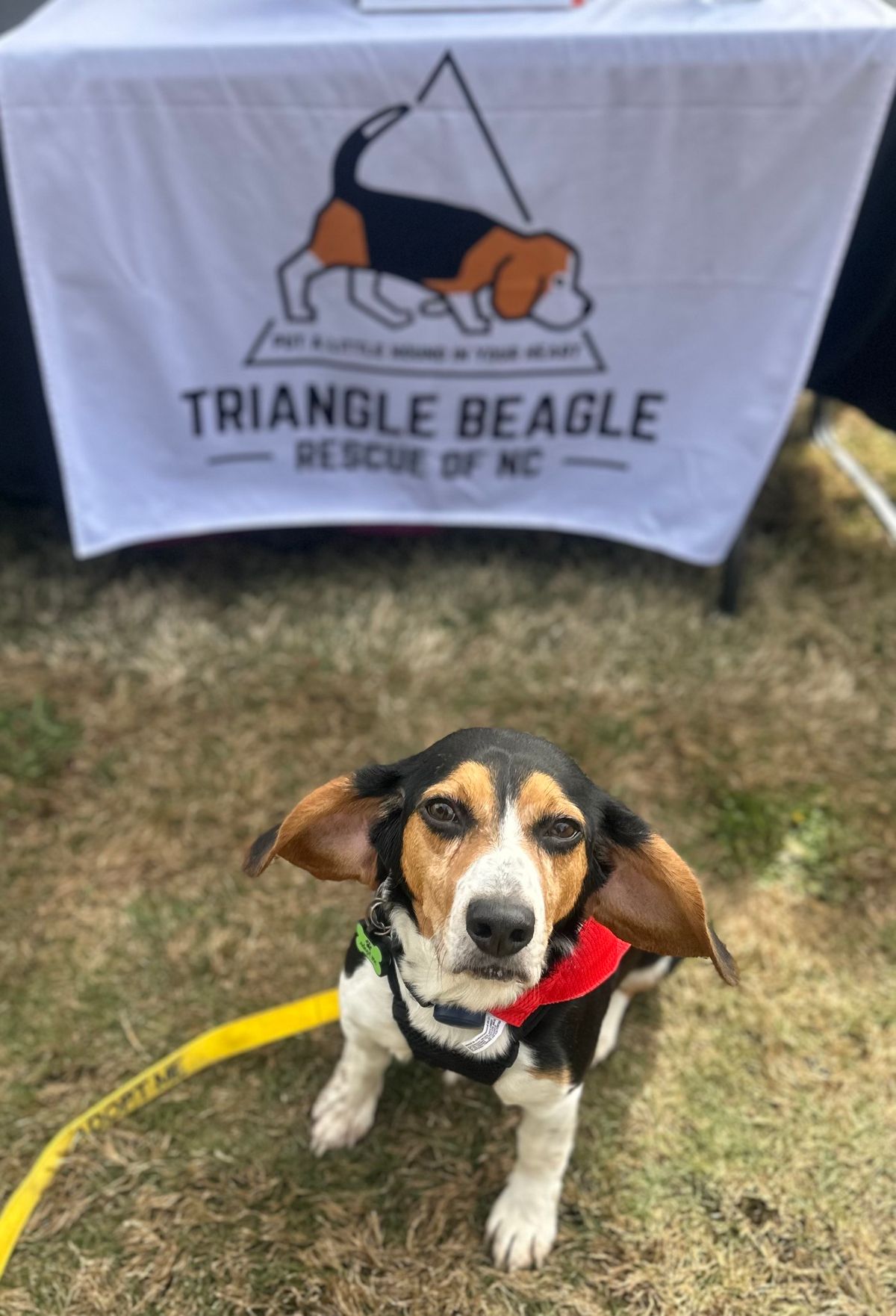 Triangle Beagle Rescue September Adopt a thon at Rosecomb Beer Garden CARY
