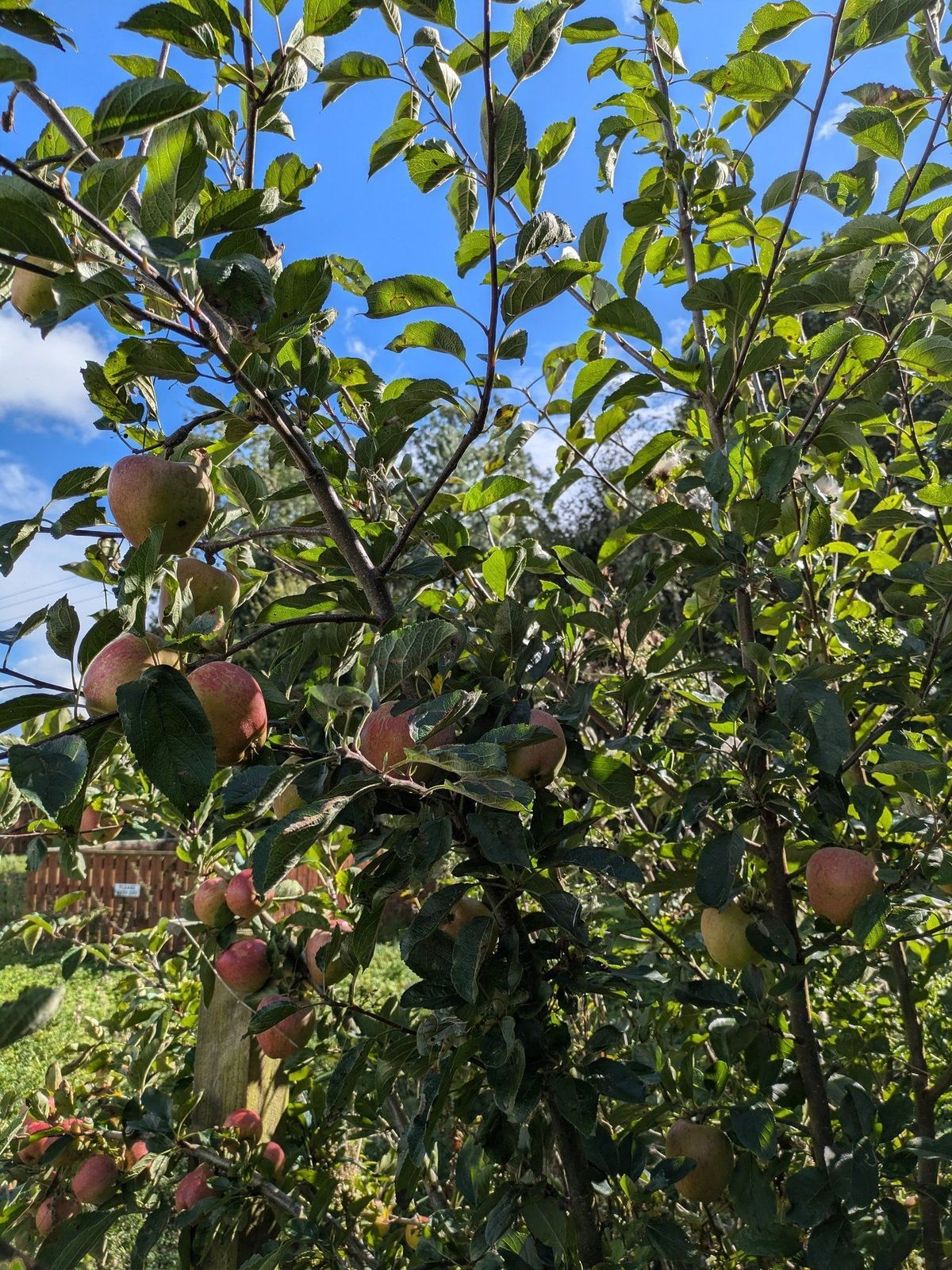 Northdale Apple Orchard Management and Tree Pruning Workshop