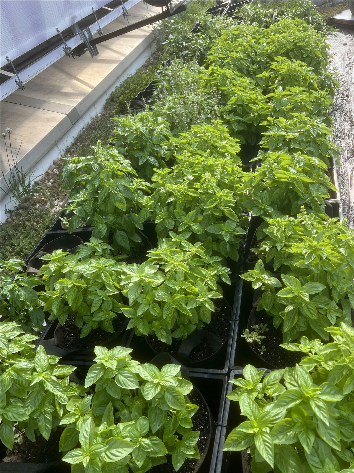 Container Gardening 101
