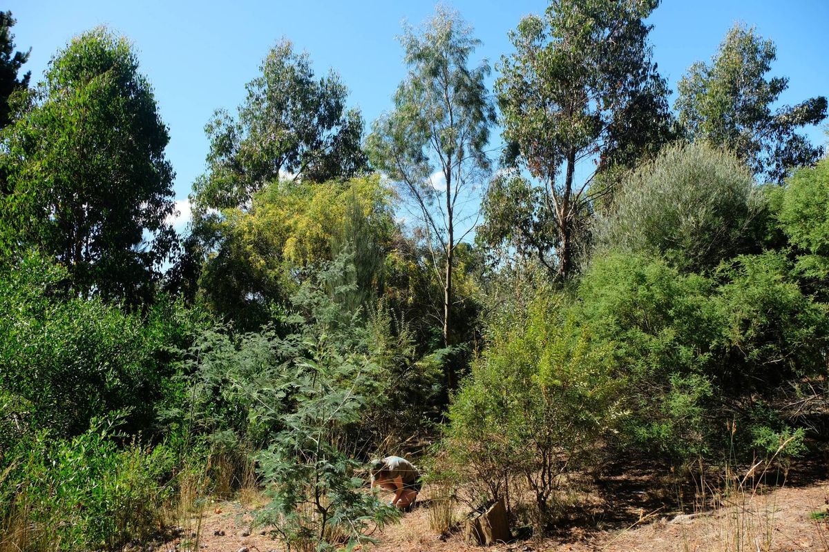 Planting Day - Parattah Forest Restoration Project