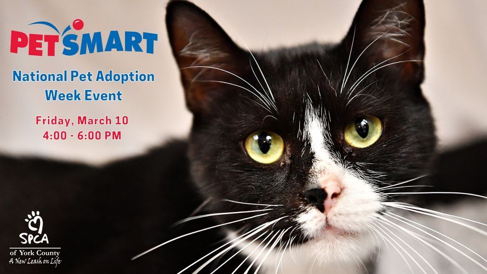 PetSmart National Pet Adoption Week Event, PetSmart (York, PA), 10