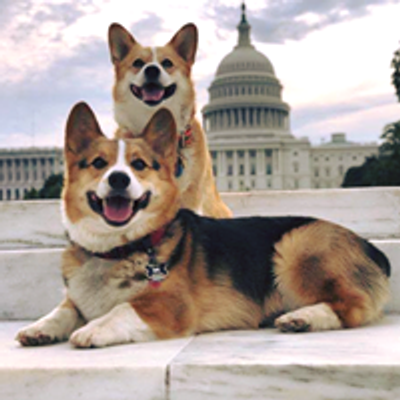 Capital Corgi Meetup