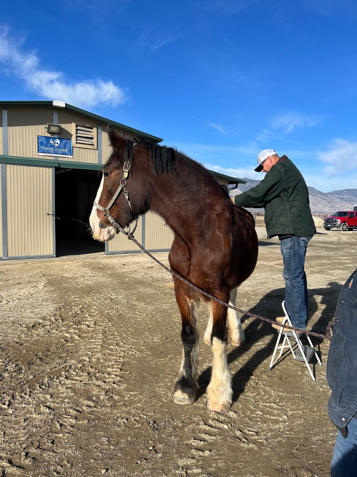 Horse and rider chiropractor day, with Dr. Micky Doyle 