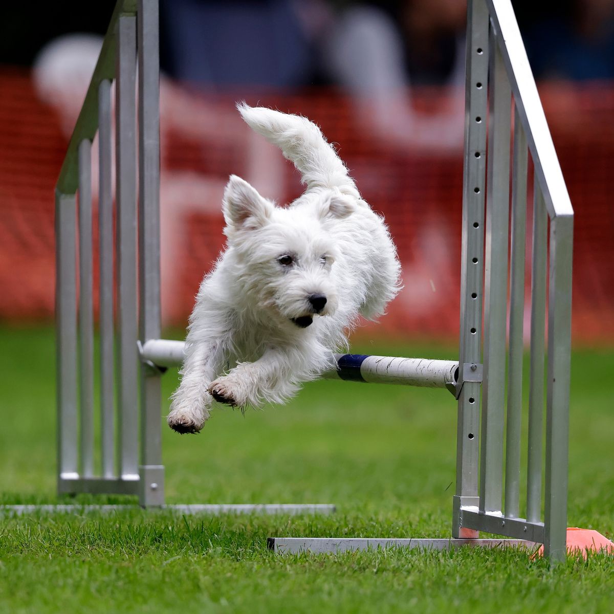 Agility\/Hoopers workshop