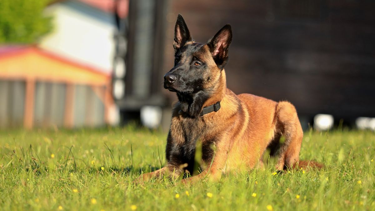 TZ Obedience Kladno