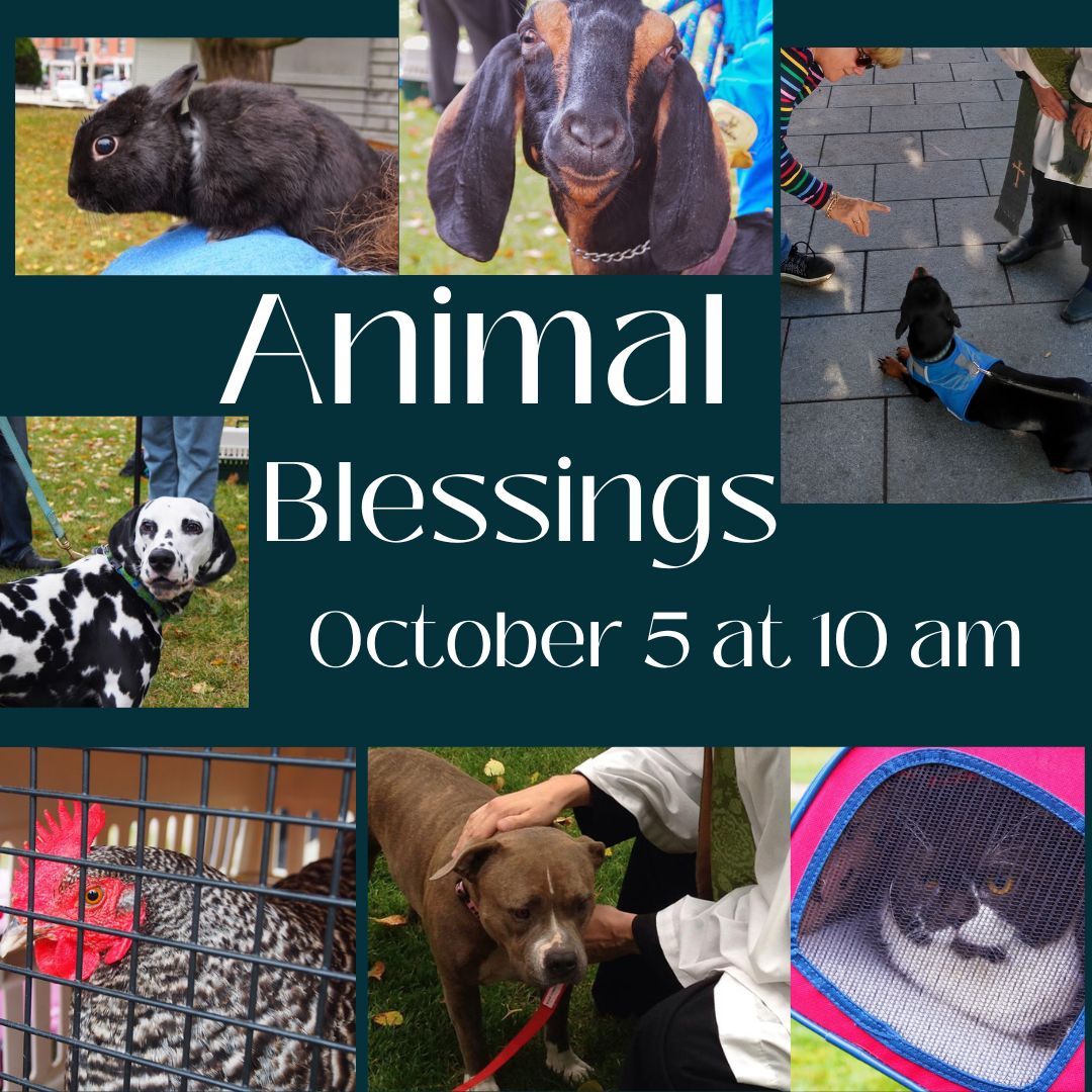 Animal Blessings