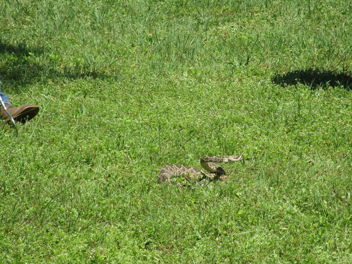 Snake Avoidance Training