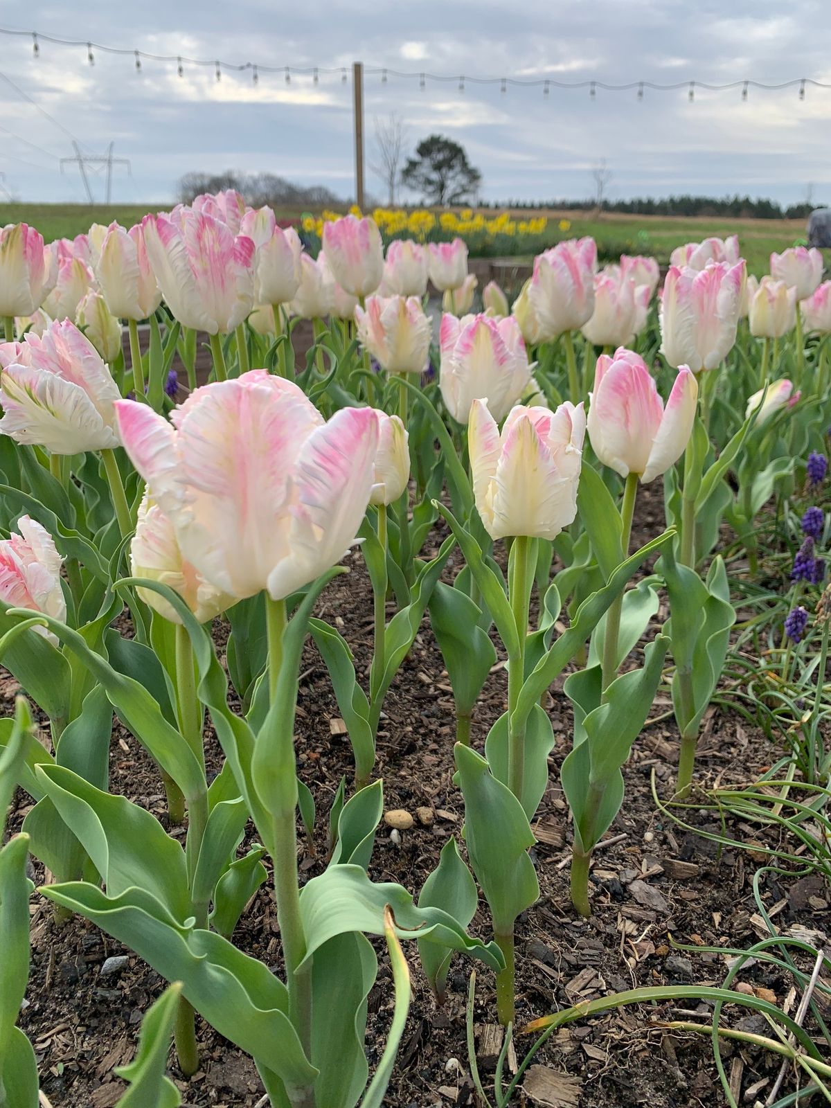 Tulip Time