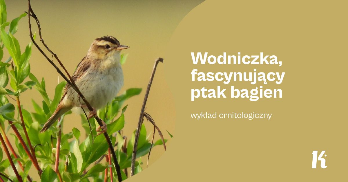 Wodniczka, fascynuj\u0105cy ptak bagien \u2013 wyk\u0142ad ornitologiczny