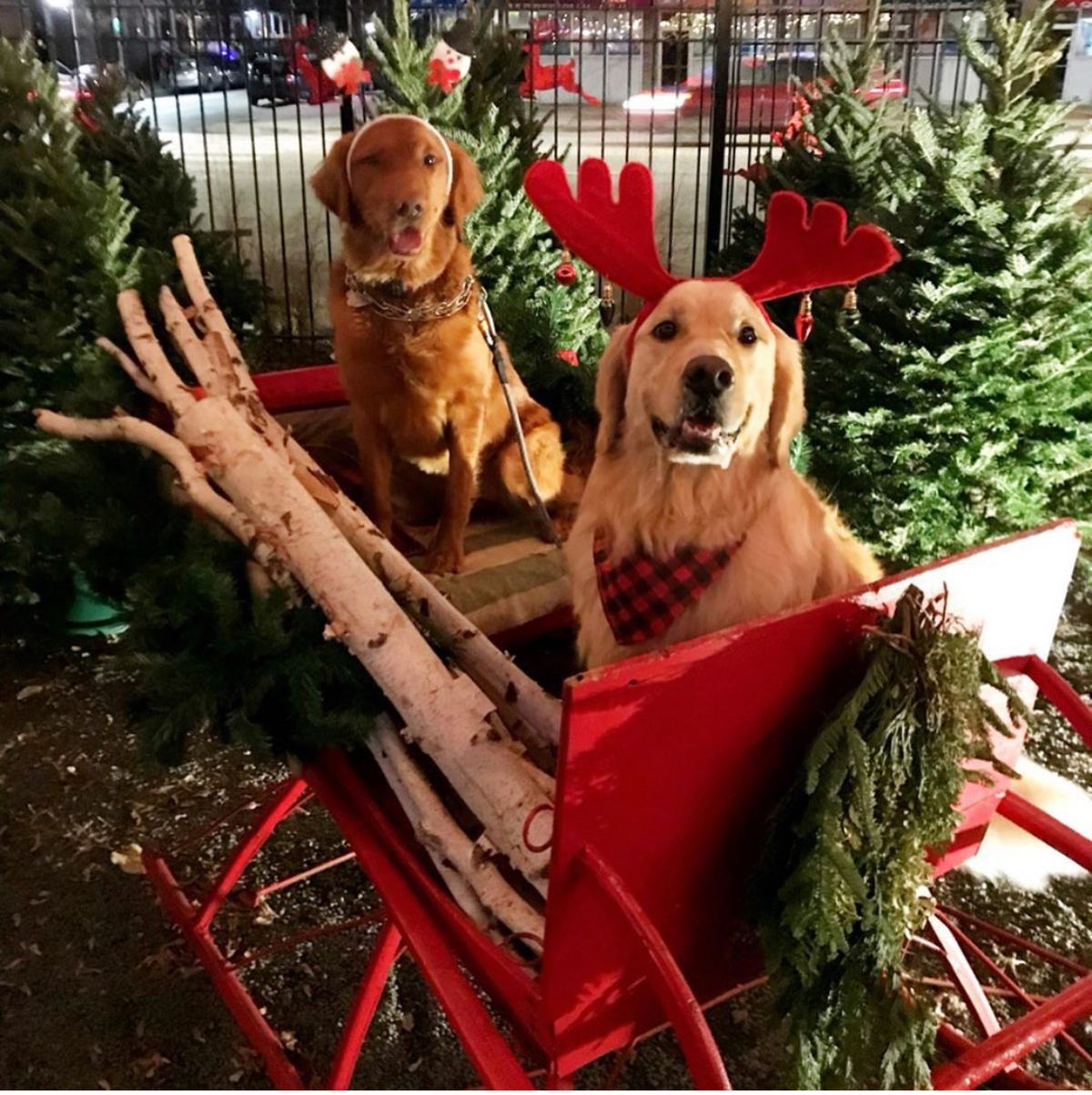 Doggie Christmas Party 