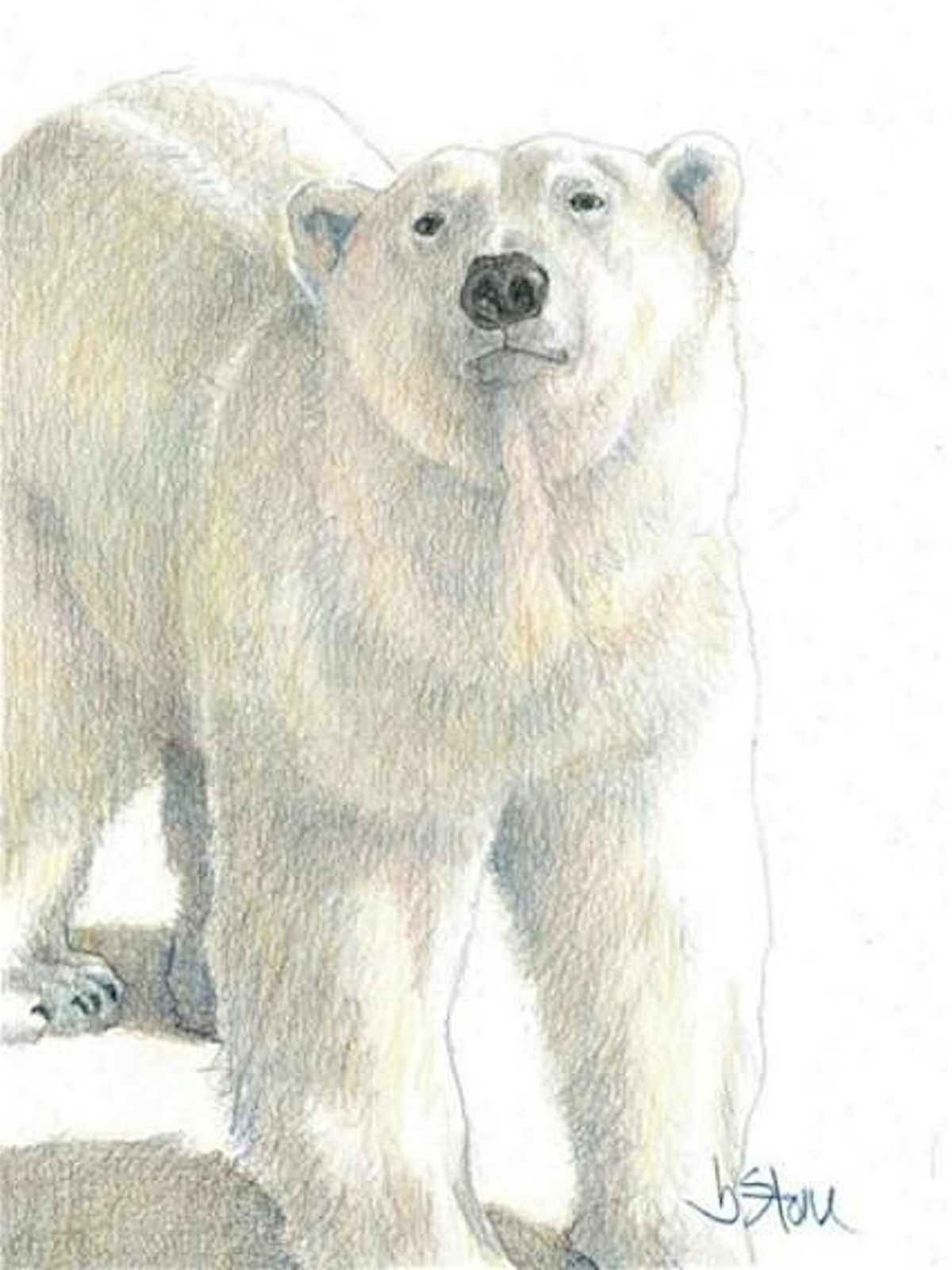 Story Circle:  The Polar Bear Gallery