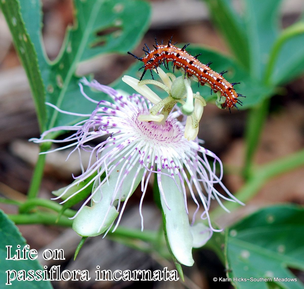 Host Plants for Butterflies\u2014Lunch and Learn