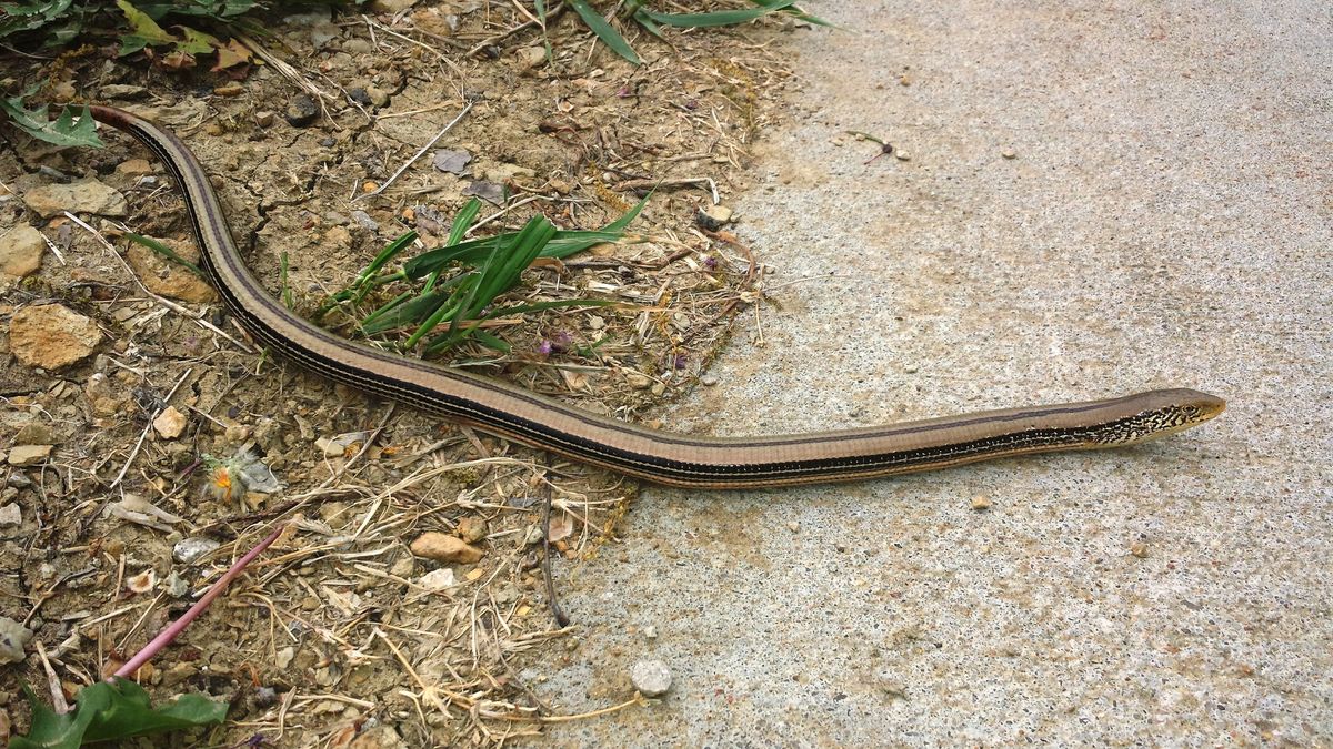 Animal Tales: Preschool Storytime - Prairie Tales & Scales