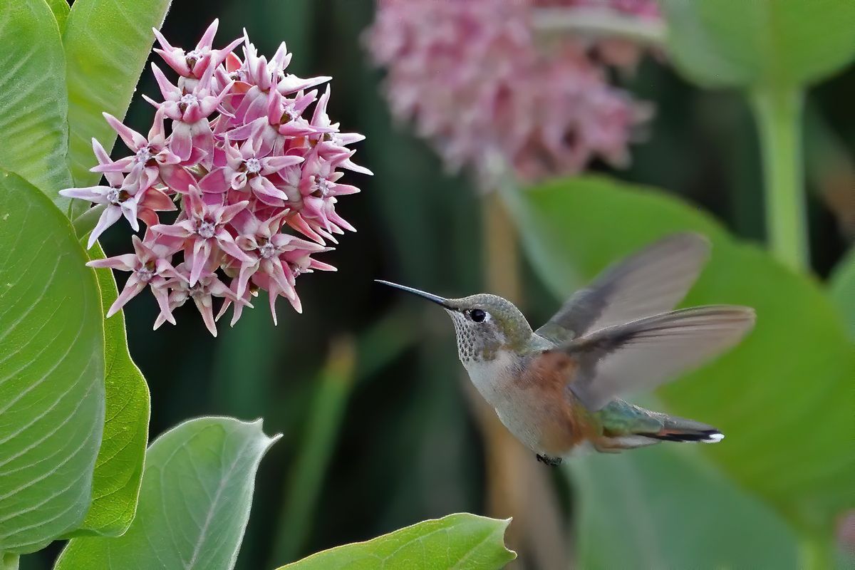 10th Annual Landscaping with Colorado Native Plants Conference