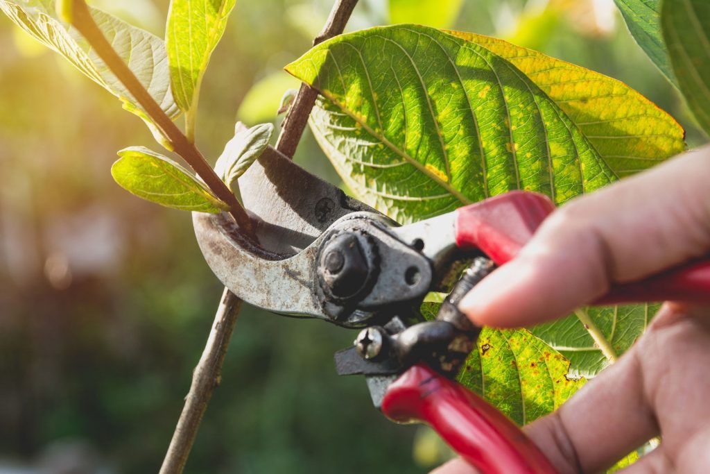 Pruning Workshop