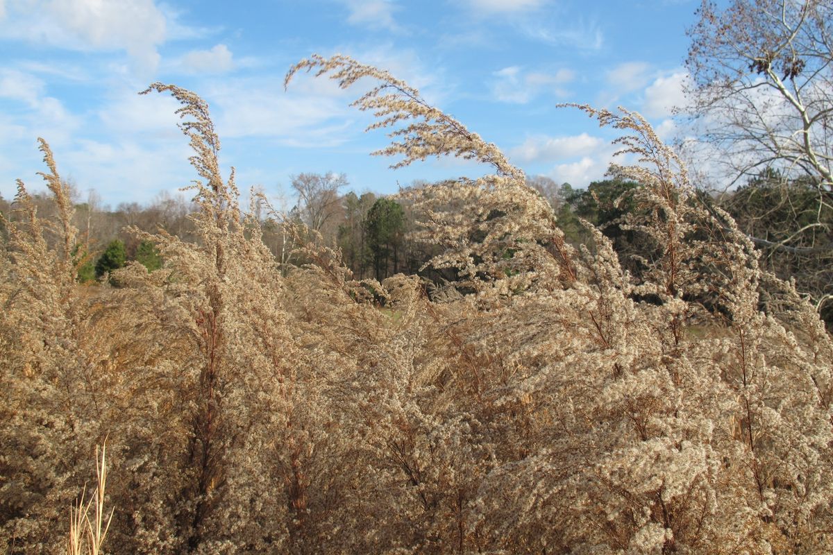 District Hike #190 - E. Carroll Joyner Park