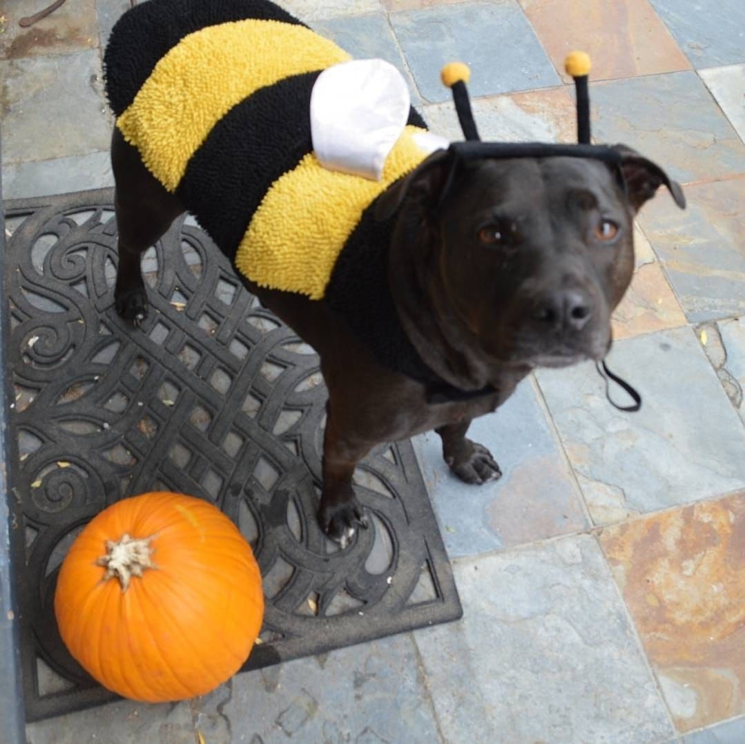 Pittyween Bully Boo parade 