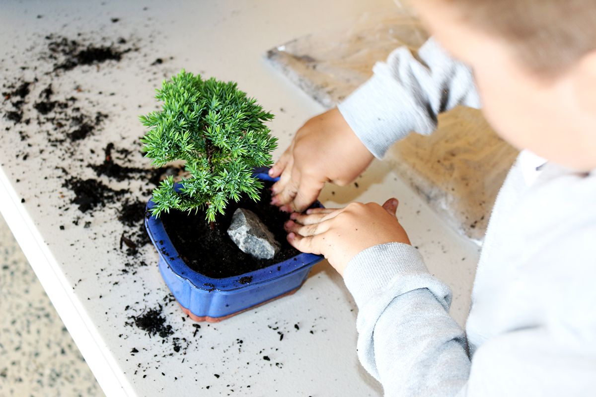 Children's Bonsai Workshop - Holiday Programs