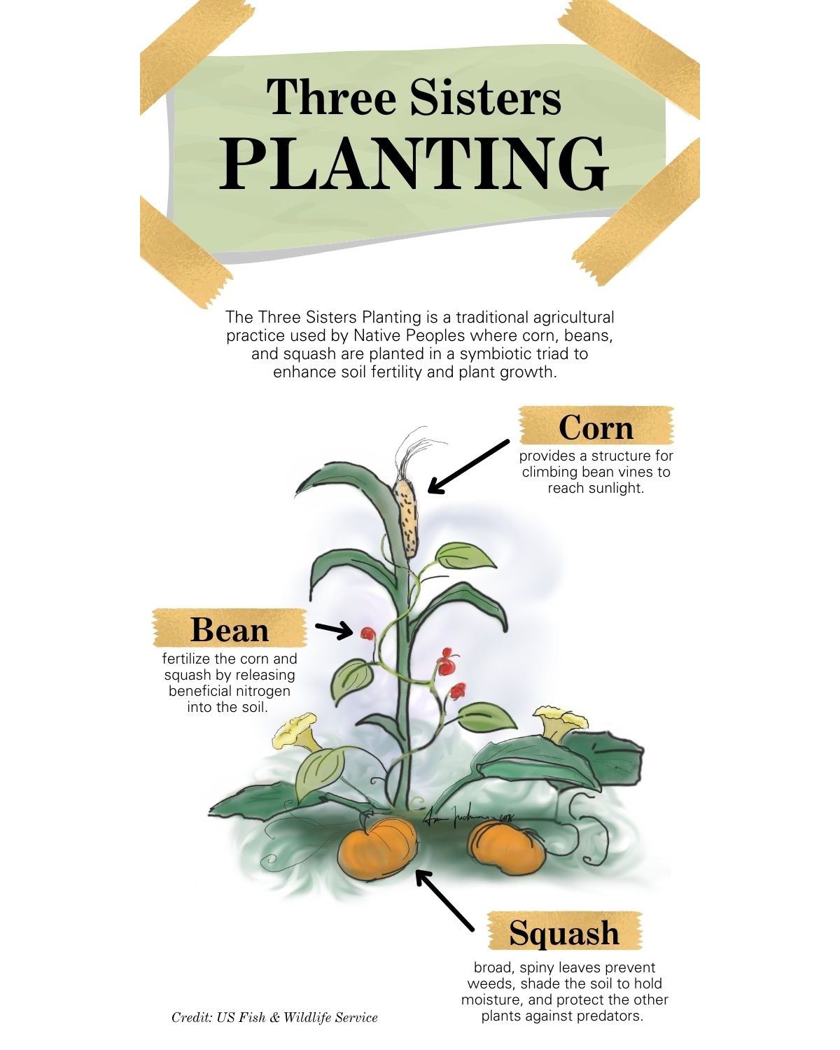 Companion Planting: The Three Sisters Method - Cupertino 