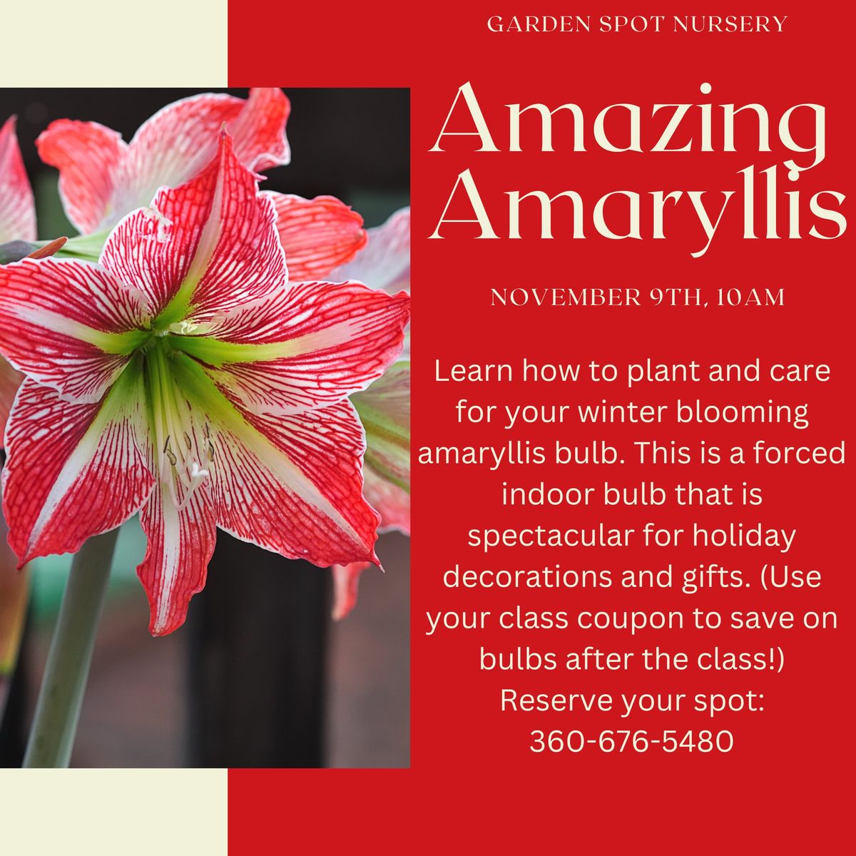 Amazing Amaryllis for the Holidays