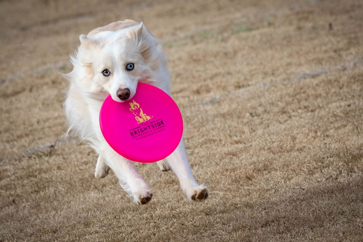 Skyhoundz DiscDogathon 