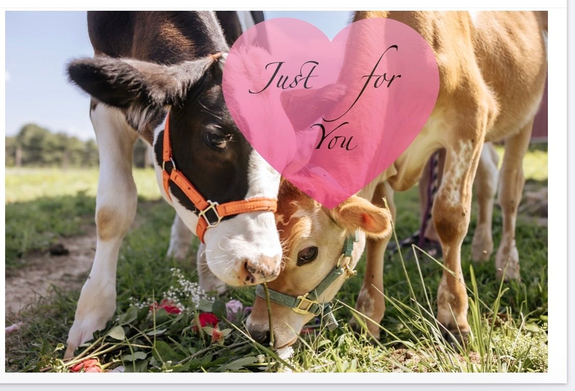 Cuddles in NYC Valentine\u2019s Day Cuddle Cows 