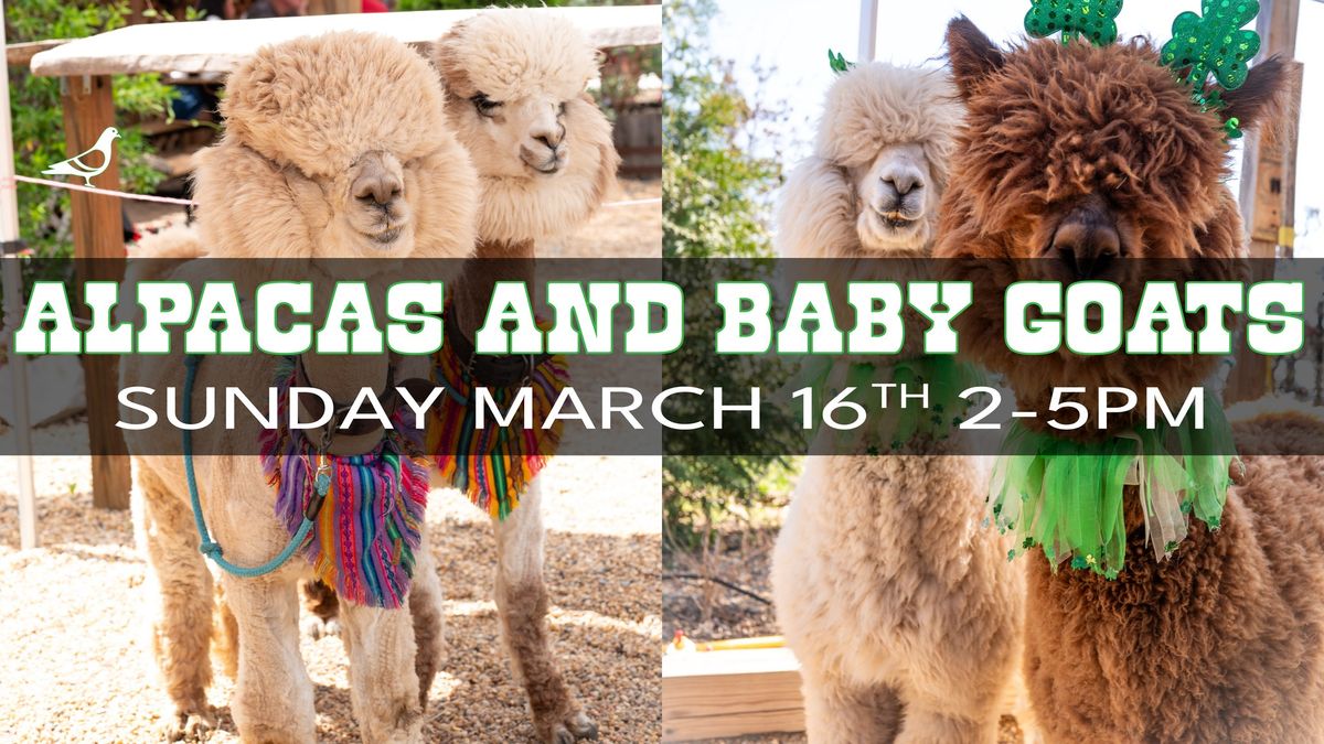 Alpacas & Baby Goats at Eavesdrop! 