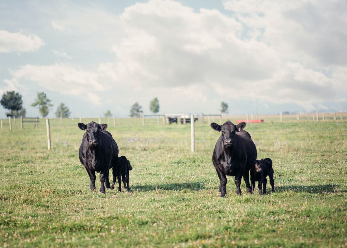 Illinois Angus Association Annual Banquet and Conference