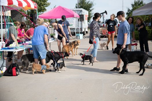 Pawsitively Pampered 11th Annual Dog Wash & Vendor Event