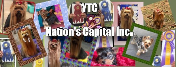 Yorkshire Terrier Club of the Nations Capital Inc. 2021 Specialty Shows!