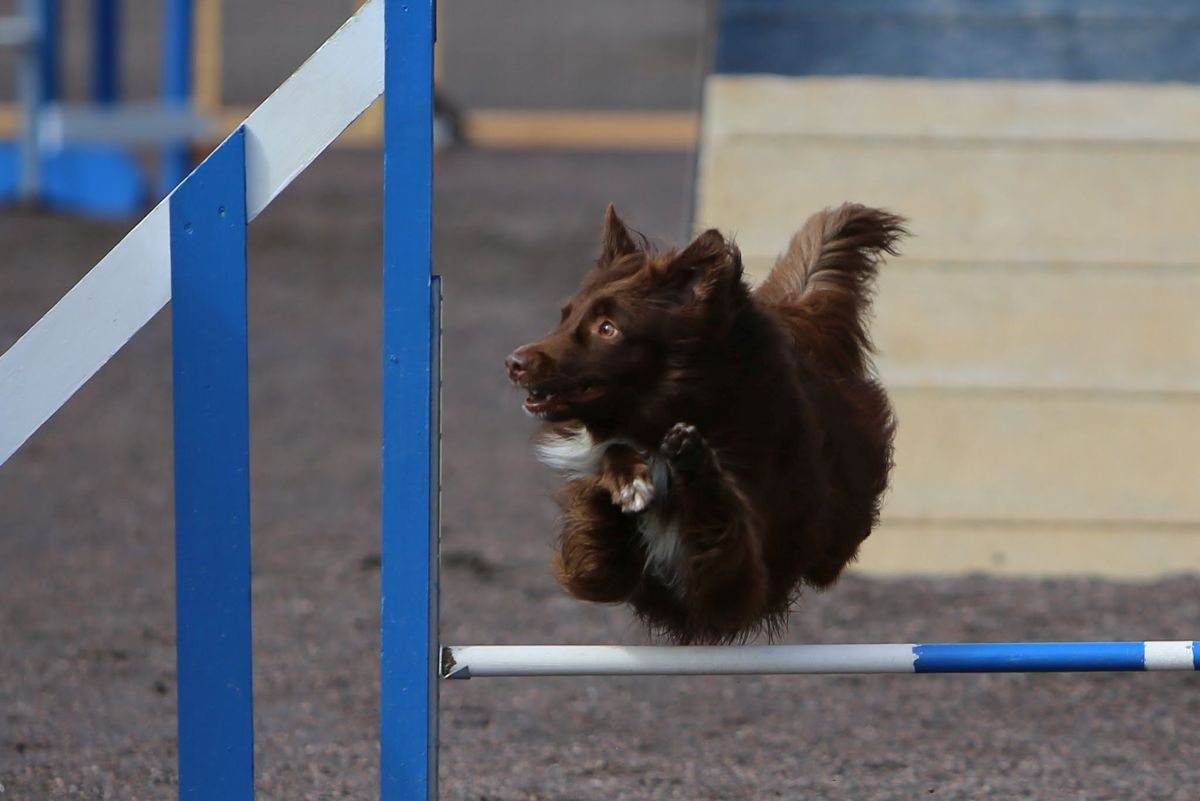 ASCA Agility Trial hein\u00e4 2025