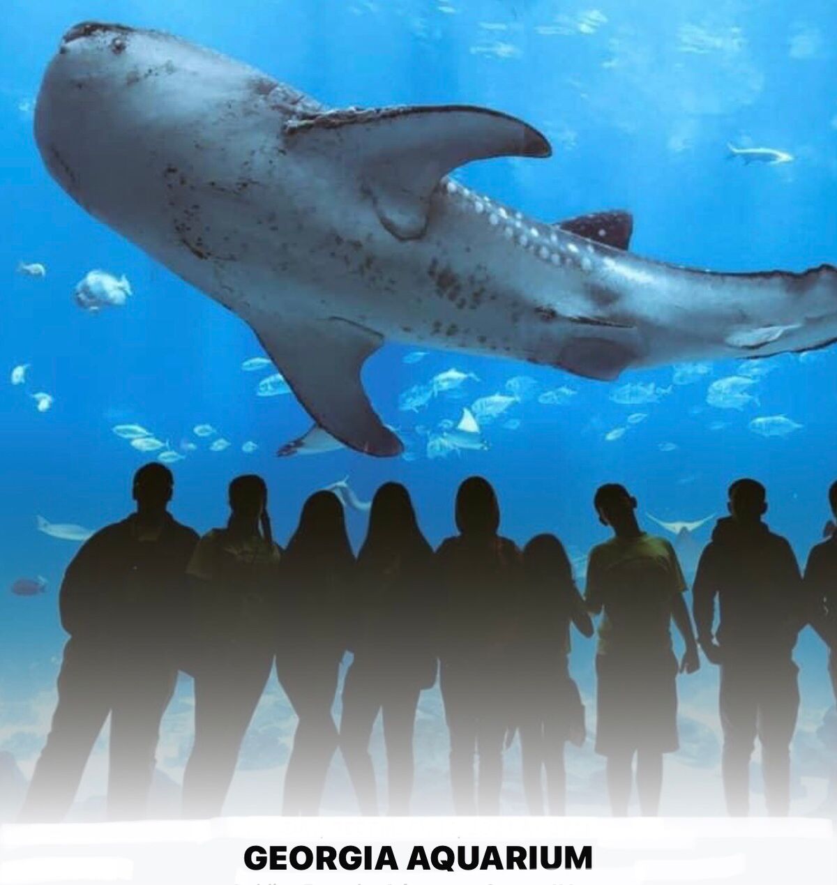 GEORGIA AQUARIUM 