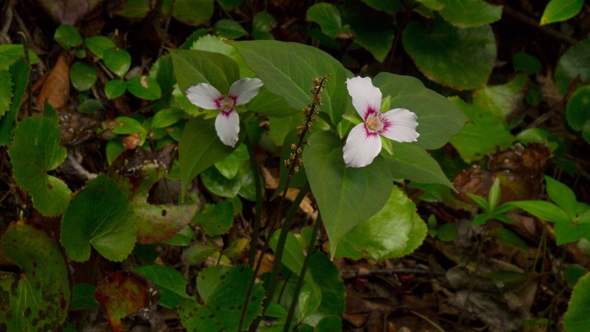 Naturalist Ramble: Trillium Gap and Brushy Mountain