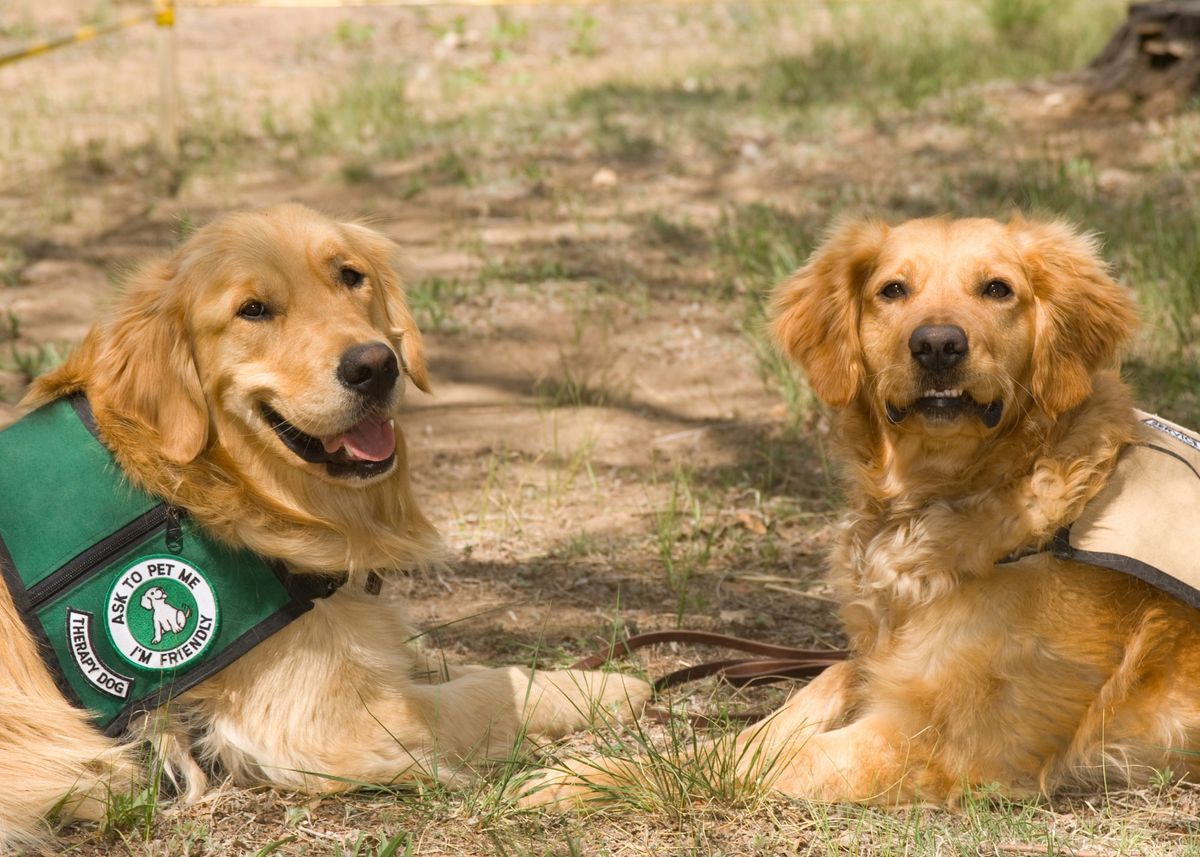 Therapy Dog Visit