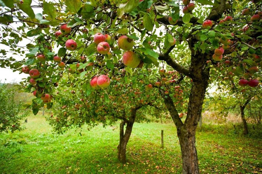 Chantier participatif: Plantation d'un verger de fruitiers