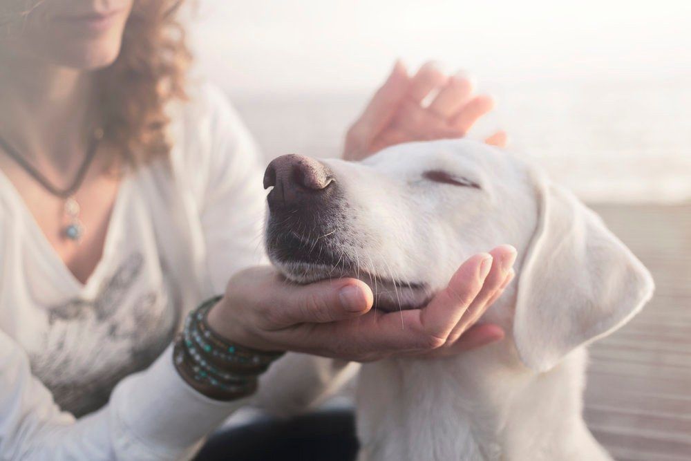 Reiki Animal - Apprendre \u00e0 soulager, \u00e0 aider nos amis les animaux