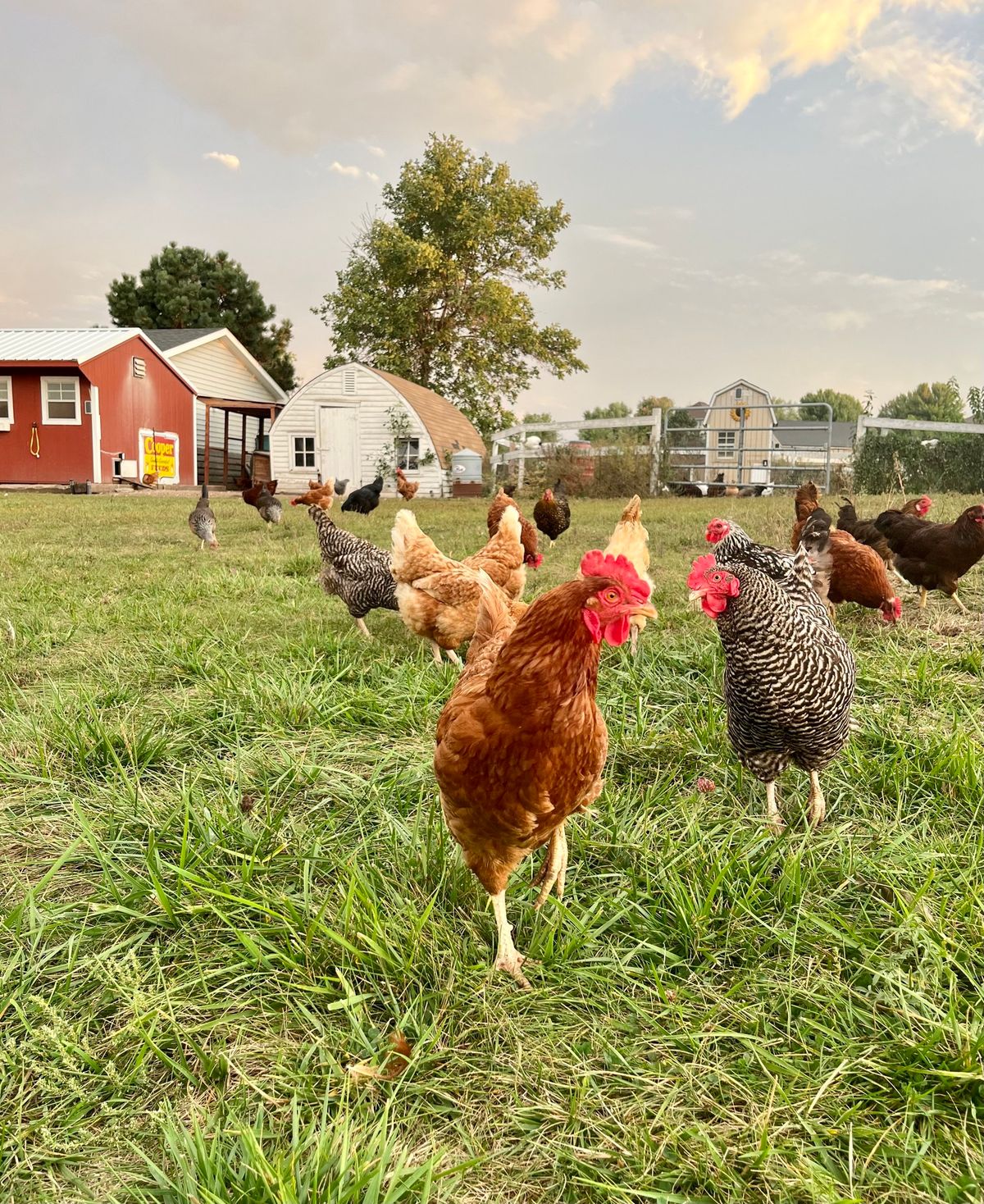 Health of the Coop:  Basic Chicken Medicine & Vet Care
