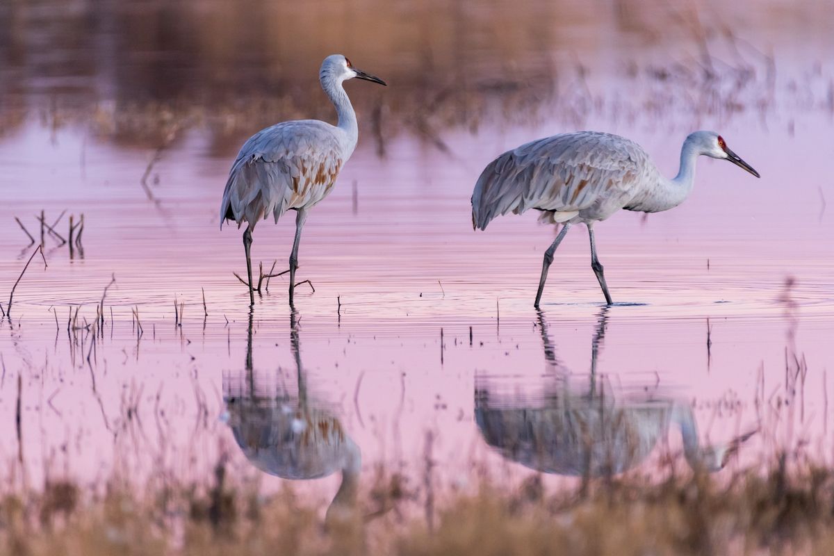 Bosque Del Apache Bird Tour