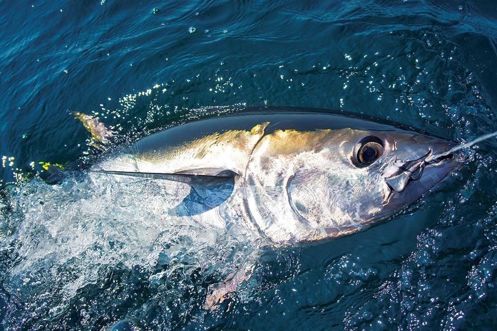 The 2025 UK Bluefin Tuna Championship