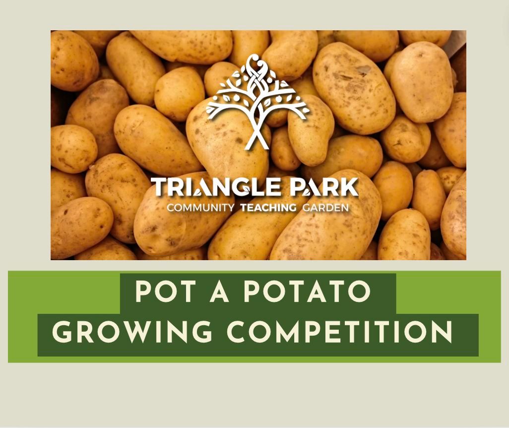 Pot a Potato Growing Competition