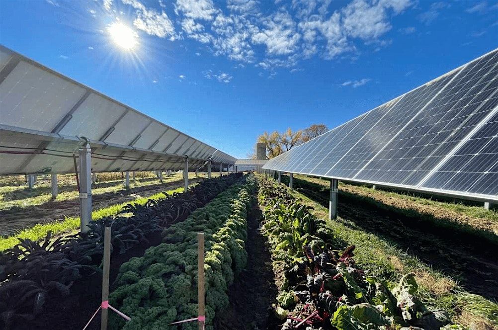 Solar Drinks Toronto
