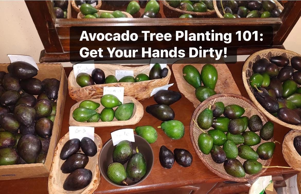 Avocado Tree Planting 101: Get Your Hands Dirty! w Oliver