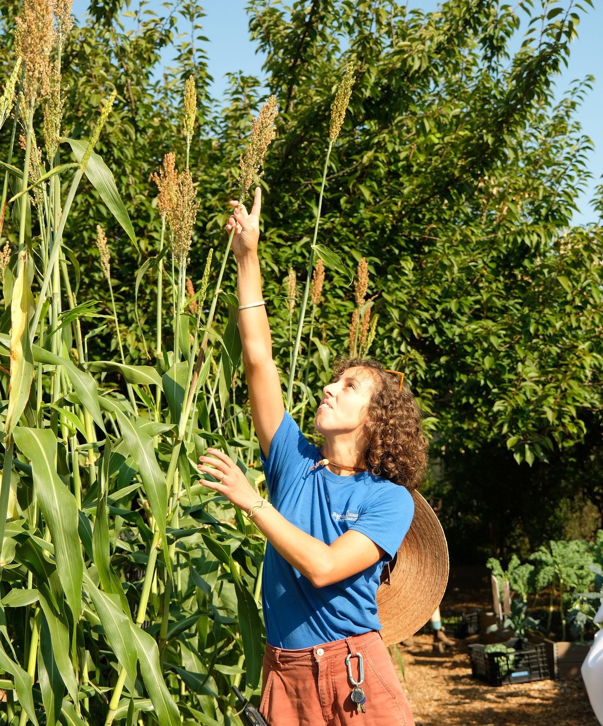 Sorghum Saturday: A Sweet Day on the Urban Farm