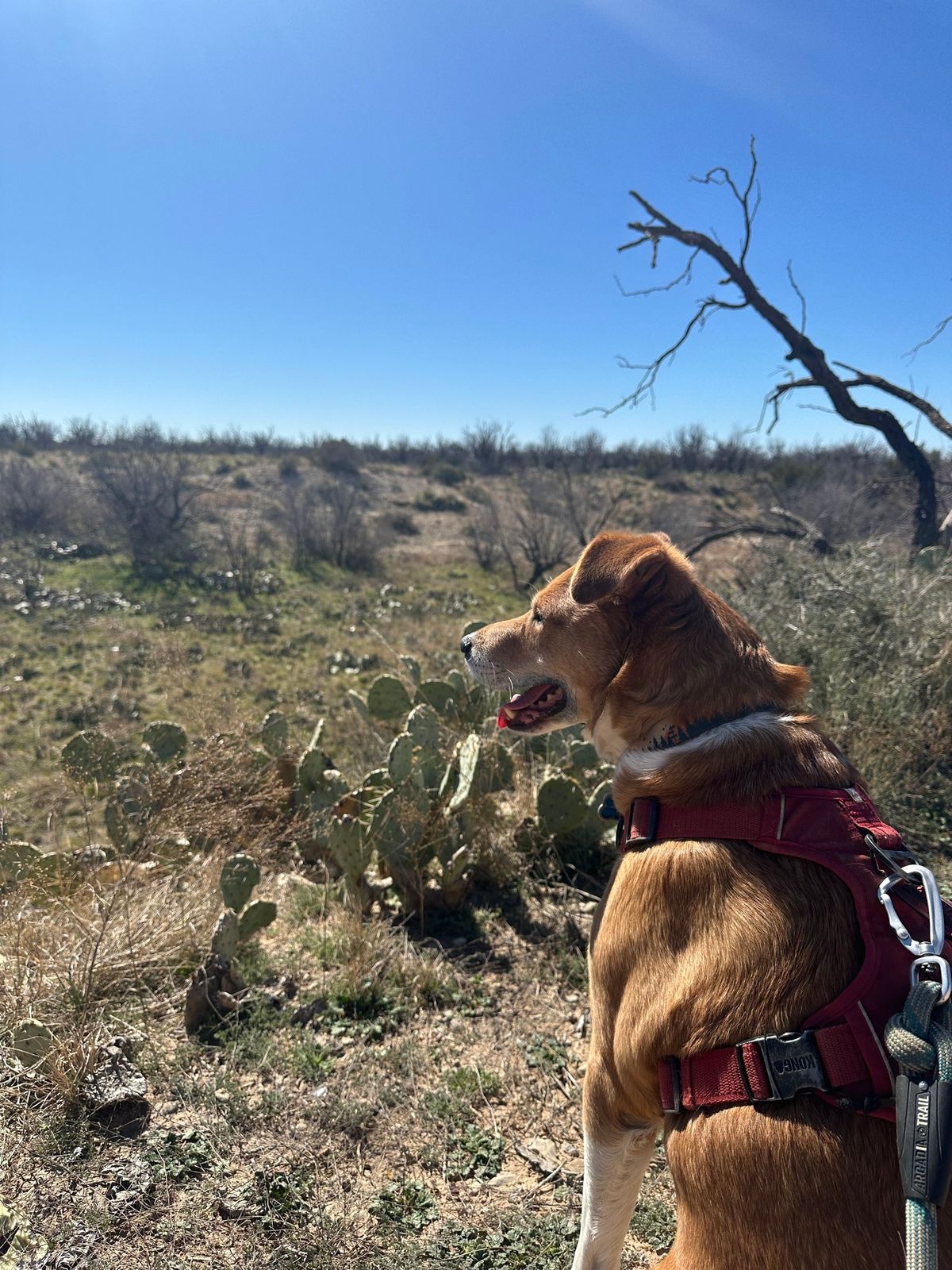 Happy Tails & Trails