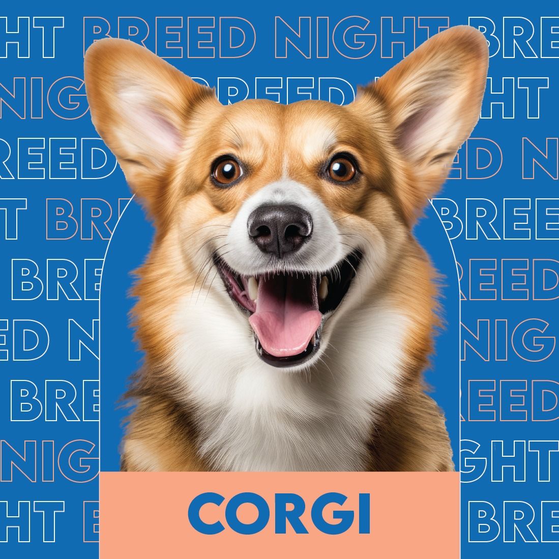 Corgi Breed Night