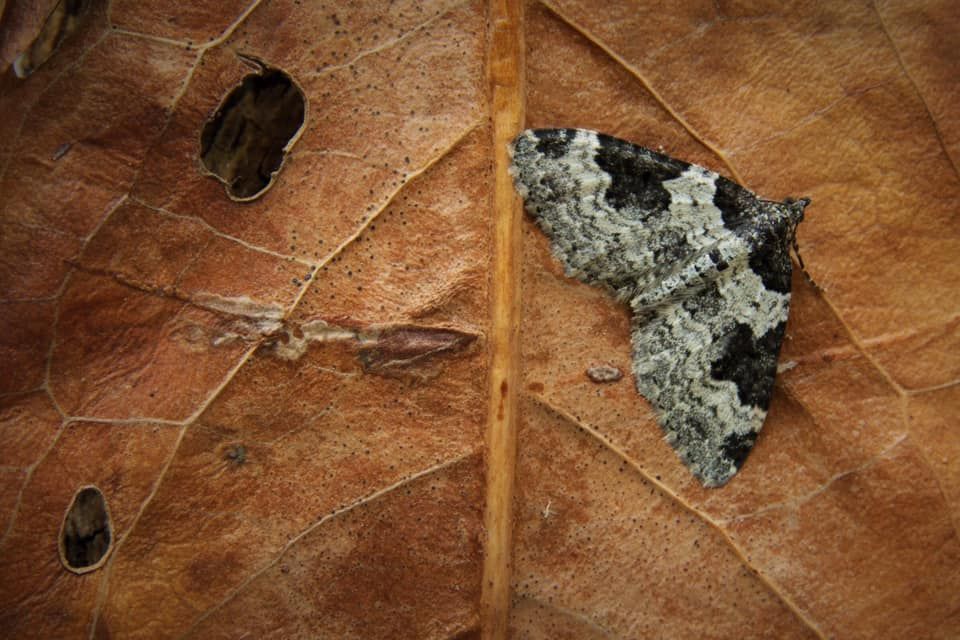 Moth Trapping and Identifying Session