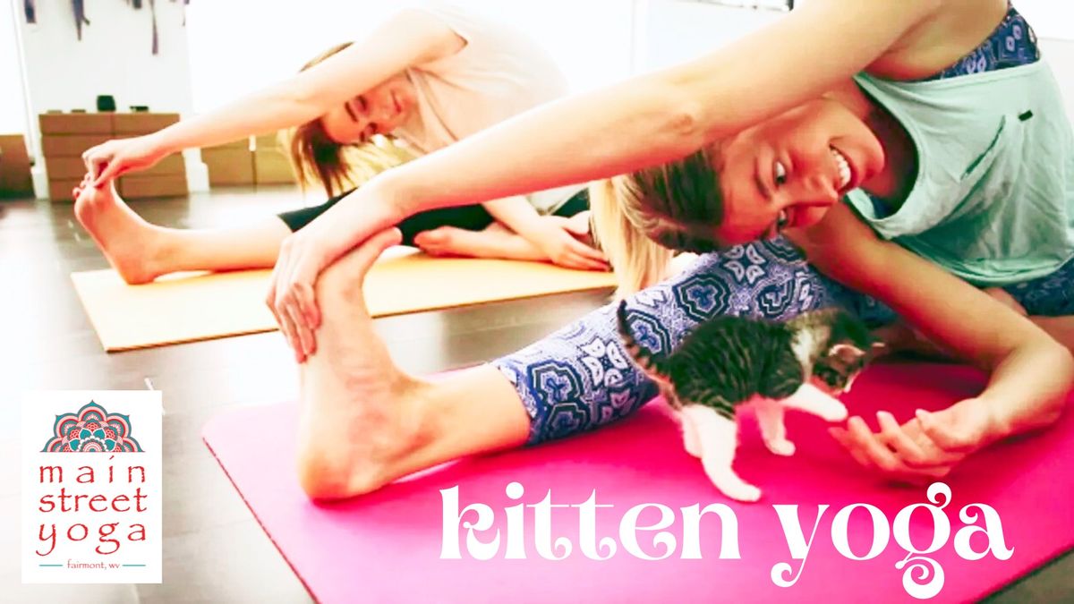 Kitten Yoga!
