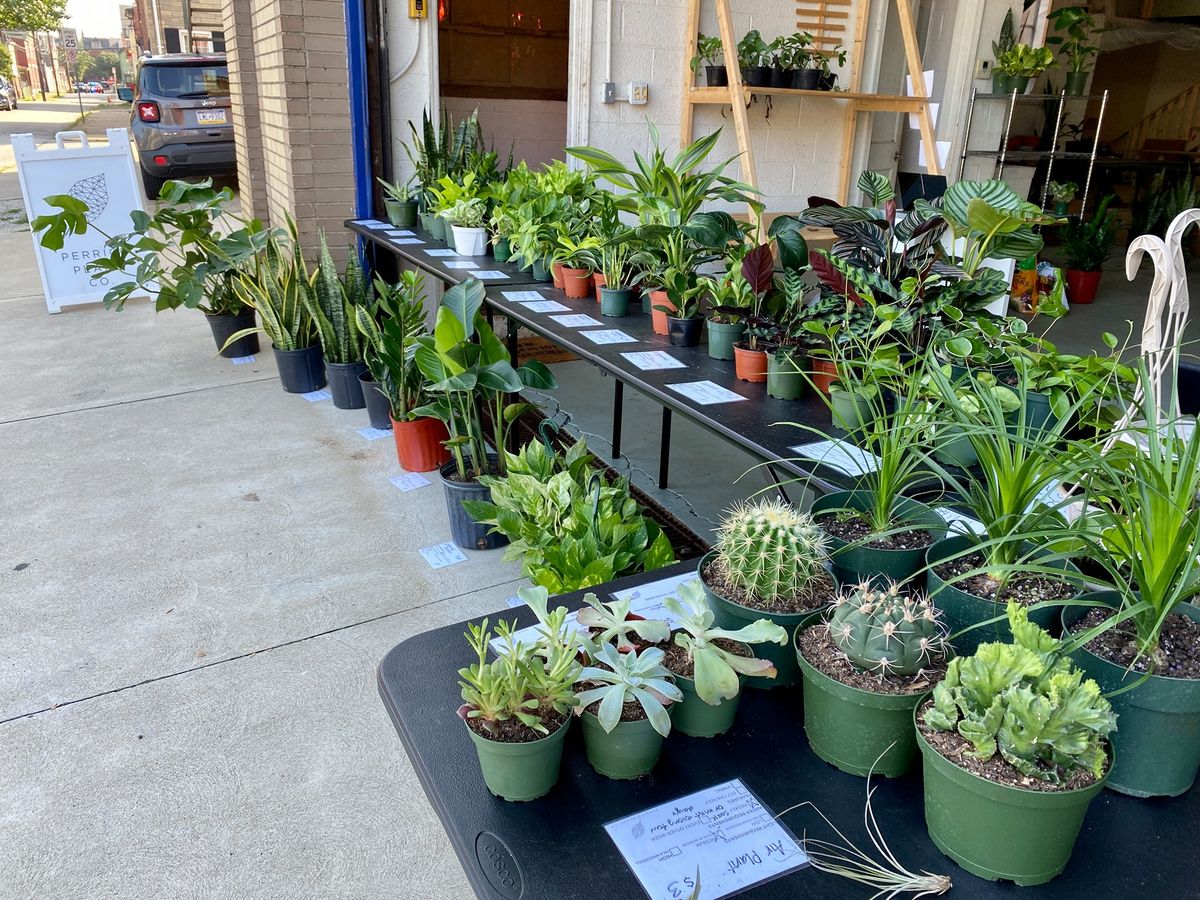 House Plant Sidewalk Shop