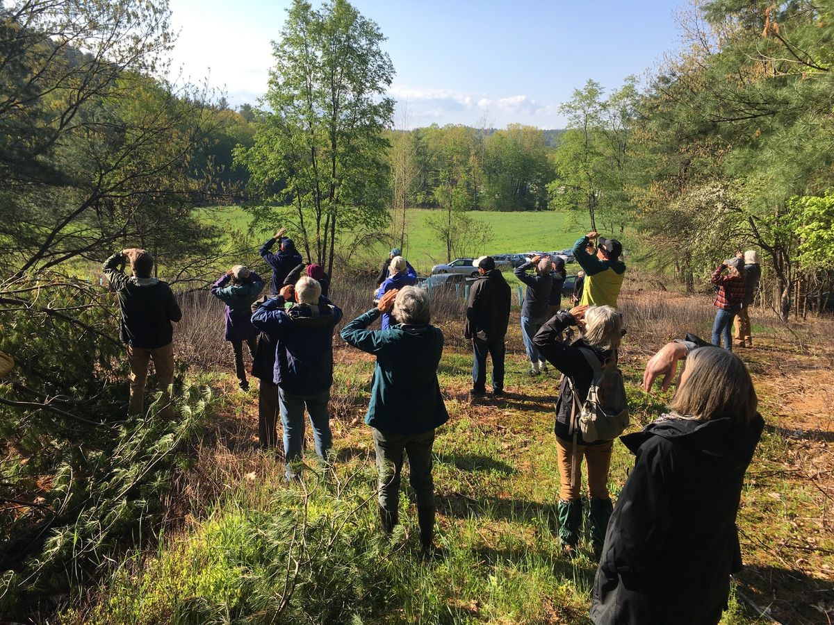 Spring Bird Walk at Whetstone Woods